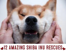 Check spelling or type a new query. Shiba Inu Rescue Organizations My First Shiba Inu