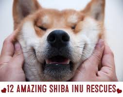 Find shiba inu puppies and dogs for adoption today! Shiba Inu Rescue Organizations My First Shiba Inu