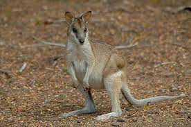 The Agile Wallaby Is Commonly Sighted In Northern Australia Wallaby Animals Big Animals