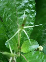 Image result for Petiveria