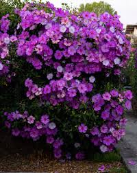 Image result for Cyphia lasiandra