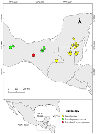 Image result for Gaussia maya