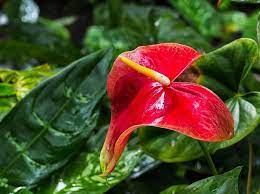 A Vibrant Red Anthurium Flower Commonly Called A Laceleaf Grows In The Stunning Waimea Valley Botanical Gardens On Anthurium Flower Anthurium Botanical Gardens