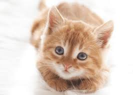 The optimal age to spay/neuter a cat is before it reaches 5 months of age. Why Do Cats Gain Weight After Being Fixed Cattitude Daily