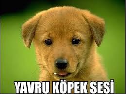 Yavru Kopek Sesi Uzun Versiyon Youtube
