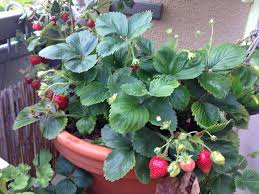 Erdbeeren Obst Und Gemuse Sukkulenten Pflanzen Balkon Pflanzen