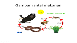 Liputan6.com, jakarta melalui gambar rantai makanan, akan dimengerti bahwa ada perpindahan energi makanan dari yang terbawah sampai teratas. Rantai Makanan Dan Simbiosis Youtube