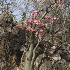 Image result for Adenium multiflorum