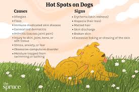 Image result for hotspot dogs