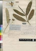 Image result for Rinorea ilicifolia