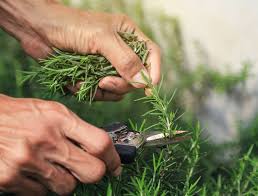 Image result for rosemary pruning