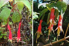 Image result for Fuchsia splendens