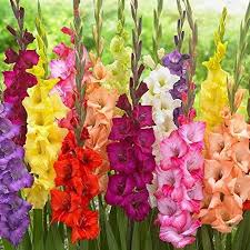 Gladiolus Miekkalilja Gladiolus Flower Bulb Flowers Gladiolus Wedding Flowers