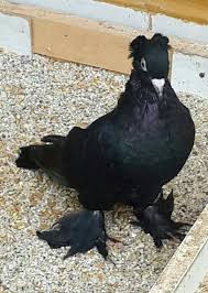 Blt Blt Adli Kullanicinin Guvercin Pidgeon Panosundaki Pin Evcil Hayvanlar Hayvanlar Guzel Kuslar