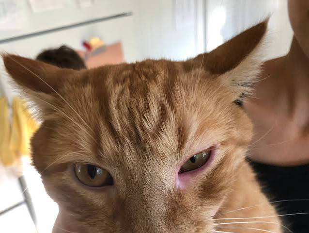 Q&A: Why Is My Cat's Eye Swollen and Red? - PetHelpful