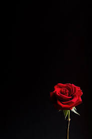 Love Roses Are Red Photo Red Roses Wallpaper Rose Wallpaper Flower Wallpaper