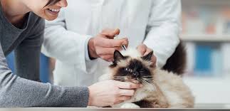 How can you do that? How Often Do Cats Need Shots And Other Preventative Treatments