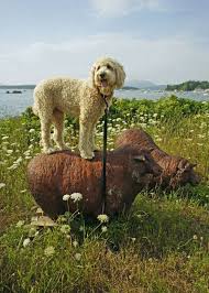 Photo Op Sheep Dog Via H L I T Fluffy Animals Animals Animal Companions