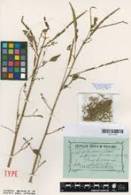 Image result for Aeschynomene bracteosa