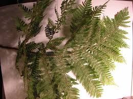 Image result for Nothoperanema