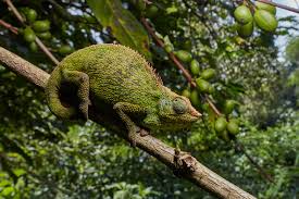 Image result for Trilepisium madagascariense