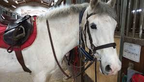 S h aunis la rochelle: Fermes Pour Cause De Confinement La Difficile Situation Des Centres Equestres De Poitou Charentes