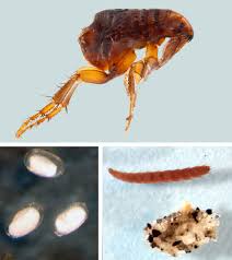 Sticktight Fleas: How To Get Rid Of Them | Grow Where You Sow
