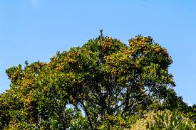 Image result for Scolopia mundii