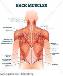 Male muscular system, full anatomical body diagram with muscle scheme, vector illustration educational poster. Back Muscles Labeled Vector Photo Free Trial Bigstock