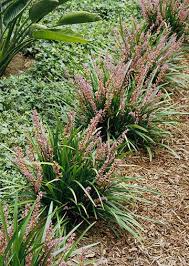 Image result for Lily Turf