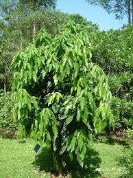 Image result for Sterculia subviolacea