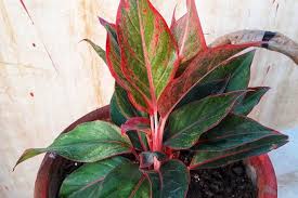 Check spelling or type a new query. Begini Cara Merawat Aglaonema Lipstik Yang Baik Dan Benar Pertanianku