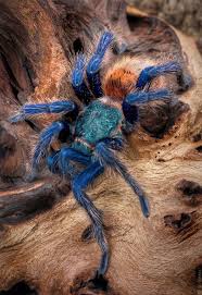 Green Bottle Blue Tarantula Surungenler Orumcek Hayvanlar