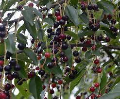 Image result for Prunus serotina