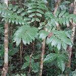 Image result for Cnestis polyphylla