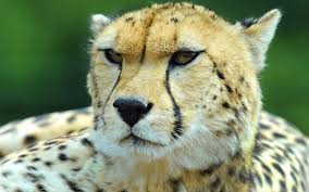 pin on animals