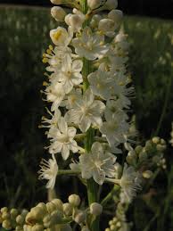 Image result for Rhynchosia torrei