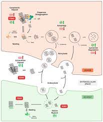 Do the scores transfer between sets? Biomolecules August 2020 Browse Articles