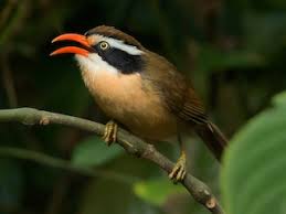 Image result for Cyphia brummittii