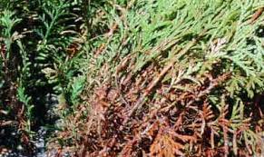 Image result for didymascella thujina