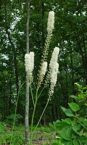 Image result for Faurea racemosa