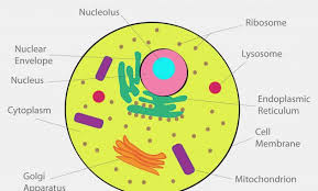 How to draw a animal cell easy and step by step. Animal Cell Drawing Simple
