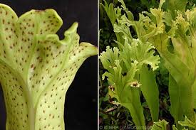 Image result for Microsorum punctatum