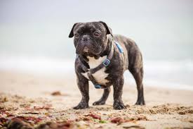 Fransiz Bulldog Ozellikleri Tarihcesi Ve Bakimi Enpati Net Kopek Turleri