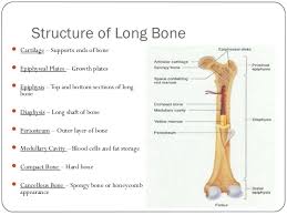 The shiny white substance at #8 is the long bone anatomy draft. Structure Of Long Bone
