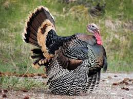 Check spelling or type a new query. Wild Turkey Identification All About Birds Cornell Lab Of Ornithology
