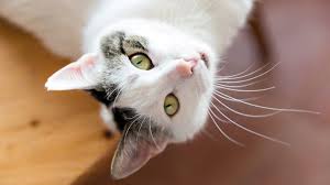 Kediler Kac Yil Yasar 2020 Kedi Kedi Kopek Kopek
