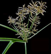 Image result for Cyperus luteus
