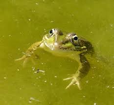 Check spelling or type a new query. How To Use Pond Barley Straw For Algae Does It Actually Work Pond Informer