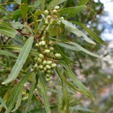 Image result for Landolphia owariensis